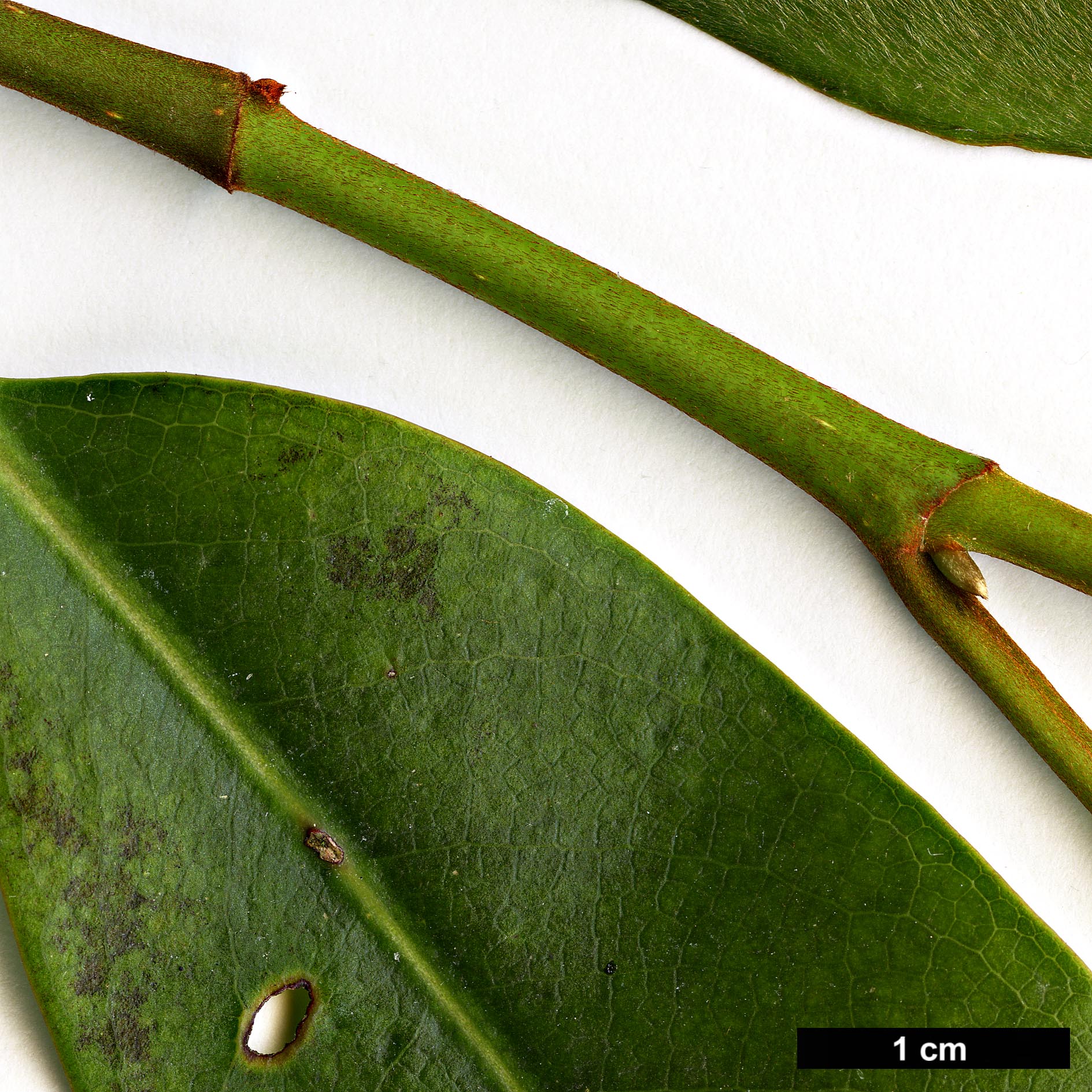 High resolution image: Family: Magnoliaceae - Genus: Magnolia - Taxon: cavaleriei - SpeciesSub: var. platypetala High resolution image: Family: Magnoliaceae - Genus: Magnolia - Taxon: cavaleriei - SpeciesSub: var. platypetala